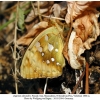 argynnis alexandra iran female